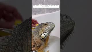 reptiles werescueanimal animals animalrescue iguana voicelessanimals lizard animalrescueteam [upl. by Marnie]