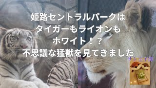 姫路セントラルパークで不思議な猛獣ホワイトタイガー、ホワイトライオンを見てきました姫路セントラルパーク ホワイトタイガー ホワイトライオン迫力満点の食事映像 [upl. by Farrar]