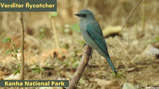 Verditer flycatcherKanha National ParkBird29 [upl. by Sashenka215]