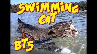 Swimming Cat Didga  BTS footage [upl. by Assenahs]