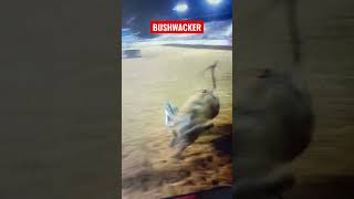 Bushwacker…the best bucking bull ever pbr rodeo bullriding [upl. by Ruff]