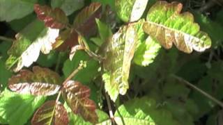 Identifying Poison Oak [upl. by Ferullo]