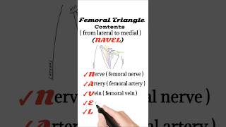 Femoral Triangle contents mnemonic [upl. by Thorin]