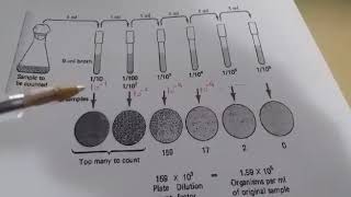 Microbiologie  Dénombrement des micro organismes sur un milieu solidenumération en milieu solide [upl. by Tavey262]