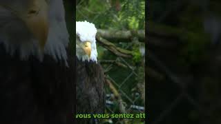 🦅 TOTEM DE LAIGLE SIGNIFICATION [upl. by Vani370]