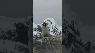 Gentoo Penguin Presents a Rock in Antarctica cheesemansecologysafaris wildlife arcticanimal [upl. by Anem16]