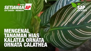 Mengenal Tanaman Hias Kalatea Ornata atau Calathea Ornata  SAP Garden [upl. by Yatnohs526]