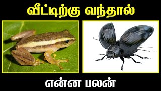 வீட்டுக்குள் வந்தால் என்ன பலன்  Indian Astrology Predictions  T Tamil Technology [upl. by Catton524]