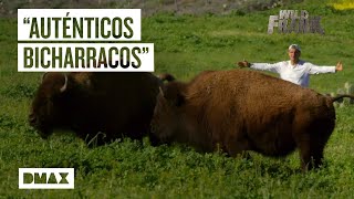 Bisontes americanos en libertad en una isla de California  Wild Frank [upl. by Retsev492]