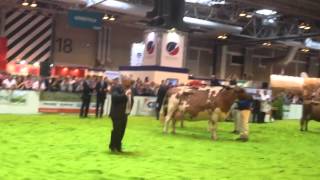 Livestock Event 2014 Interbreed championship winner [upl. by Nilson325]