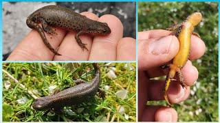 Bergmolche im Garten 🦎 unsere heimlichen Nachbarn 😊 [upl. by Terrill]