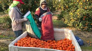 Pisca de 🍊mandarina en reedley ca 🌎✌️ [upl. by Ahsemrak]