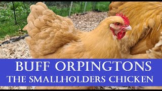 Buff Orpingtons The Perfect SmallholdersHomesteaders SelfSufficient Chicken [upl. by Eigla]