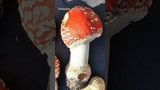 11 Amanita basidiomycota fungi mushroom nature foraging facts amanita [upl. by Pace]