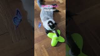 Moja Mimi 12 Kot złapał motyla cat ragdolls kota motylki [upl. by Aciria]