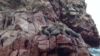 Islas ballestas seals [upl. by Ademla]