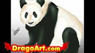 How to draw pandas step by step [upl. by Lillith970]