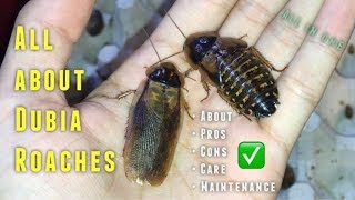 Almost EVERYTHING you need to know about Dubia Roaches amp their CARE [upl. by Zolner]