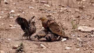 chestnut bellied Sandgrouse male water feeding behavior [upl. by Lamb]