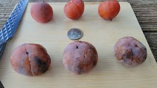 Persimmon Review and History Meader and Osage American Persimmons [upl. by Dranek710]