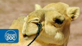 Camels and Dromedaries  Nomads of the Sahara [upl. by Nossyla]