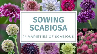 How To Sow Scabious  Sowing Pincushion Flowers [upl. by Kristie]