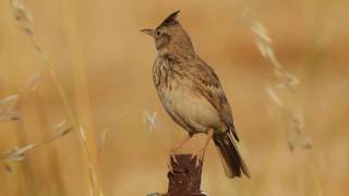 Kuifleeuwerik  Galerida cristata  Crested Lark [upl. by Kannan]