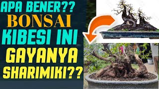 Bonsai KIBESI gaya sharimiki sageretia sp sharimiki style [upl. by Truelove606]