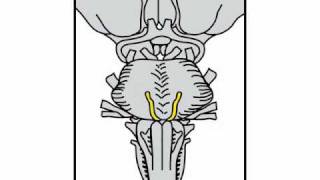 Neurologic Exam Cranial Nerves Anatomy  Cranial Nerve 6 [upl. by Yriek]