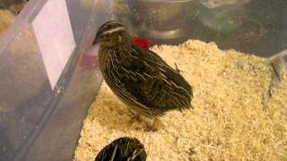 Male Call  Quail Coturnix Japanese amp Eating Mealworm [upl. by Hpeseoj363]