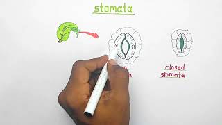 Stomata  opening and closing of stomata  Class 10 biology [upl. by Ataynek]