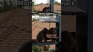 Mama And Baby Squirrel Sharing Mother’s Day Snack [upl. by Bronez]