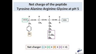 How to calculate the charge of a peptide chain [upl. by Ninazan]