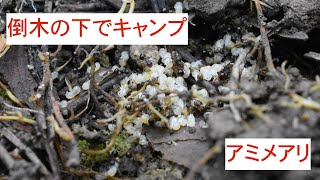 もっとアミメアリに鰹節を与えてみた Pristomyrmex punctatus [upl. by Ruttger]