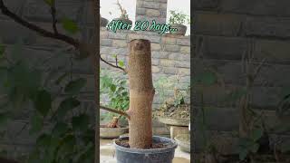 Ficus racemosa cutting propagation bonsai [upl. by Kowalski]