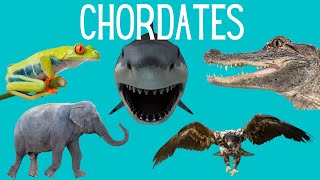 Main Classes of Chordates  Amphibians Reptiles Mammals Birds Fish [upl. by Otilegna335]