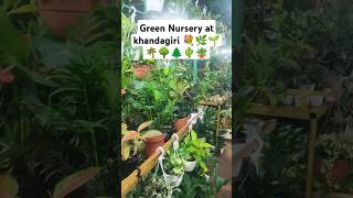 Green Green Nursery at khandagiri kpop music song lyrics food rap [upl. by Noemad]