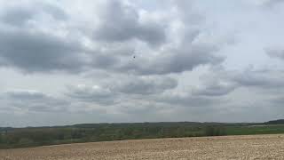 Northern Lapwing mated pair Somme battlefields [upl. by Aenyl]