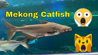 Mekong Giant Catfish Aquarium [upl. by Ahseryt723]