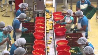 SOMOS goes to the Philippines Mango Factory Tour in Cebu Philippines [upl. by Patt679]