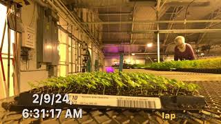 Hypoestes Germination Time Lapse [upl. by Ymij]