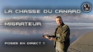 Superbe Chasse du Canard Migrateur à la Passée SarcelleSiffleurChipeauDuck Hunting [upl. by Aniwde]