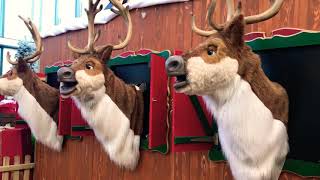 Hilarious Singing and dancing reindeer at Christmas [upl. by Shayla]