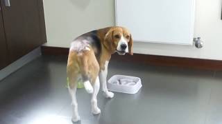 Boris The Beagle  4 years old [upl. by Lek135]