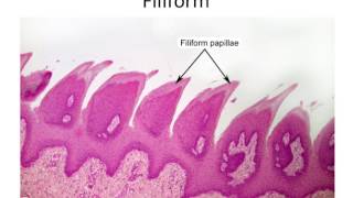 Histology Taste Buds and Lingual Papillae [upl. by Raimund]