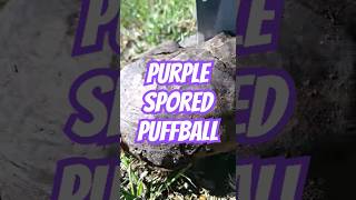 Purple Spored Puffball Mushroom🍄 foraging mushrooms fungi mycology mushrooms puffball spores [upl. by Asante]