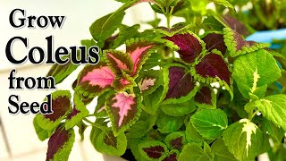 How to Grow Coleus from Seed  An Easy Planting Guide [upl. by Ella314]