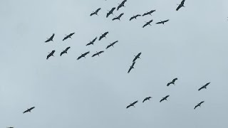 La migration des grues cendrées passe par le Luxembourg 1116 [upl. by Llerral855]