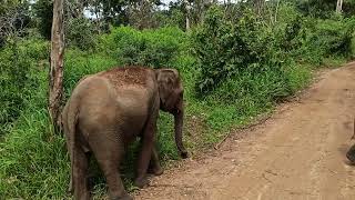 Habarana Elephant Safari part 2 [upl. by Donald572]