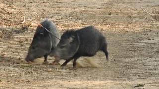 Javelina Head Shot 81 yards [upl. by Gladstone256]